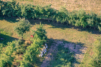 Flock of geese in the orchard in the district Mühlhofen in Billigheim-Ingenheim in the state Rhineland-Palatinate, Germany