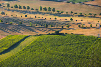 Rows of trees along field paths between stubble fields in Schleithal in the state Bas-Rhin, France