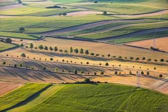 Rows of trees along field paths between stubble fields in Schleithal in the state Bas-Rhin, France