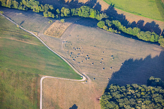 Flock of sheep grazing on dry meadows in Lembach in the state Bas-Rhin, France