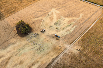 Flock of sheep from Ferme Rimmlinger grazing on completely parched meadows in Achen in the state Moselle, France