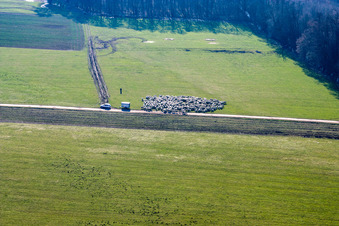 Flock of sheep in the Otterbachtal in Kandel in the state Rhineland-Palatinate, Germany