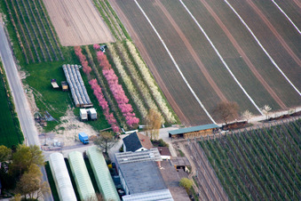Flowering fruit trees at the Zapf fruit farm in Kandel in the state Rhineland-Palatinate, Germany