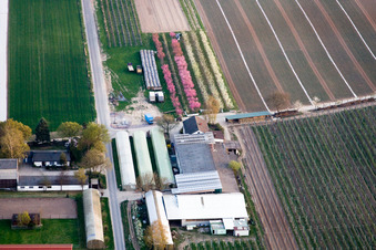 Aerial view of Flowering fruit trees at the Zapf fruit farm in Kandel in the state Rhineland-Palatinate, Germany