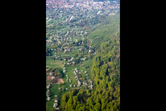Rows of flowering trees of fruit cultivation plantation in the district Oberweier in Ettlingen in the state Baden-Wurttemberg, Germany