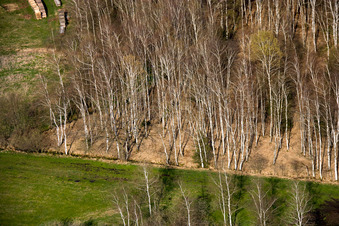 Oblique view of Birches in spring in Raisting in the state Bavaria, Germany