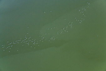 Waterfowl at Ammersee in Ammersee in the state Bavaria, Germany
