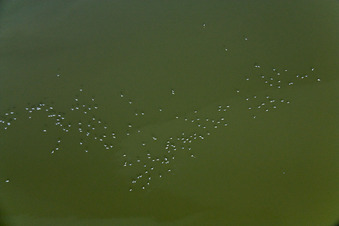 Aerial view of Waterfowl at Ammersee in Ammersee in the state Bavaria, Germany