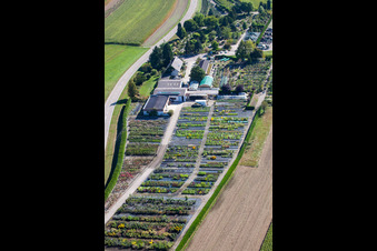 Glass roof surfaces in the greenhouse rows for Floriculture in the district Bodersweier in Kehl in the state Baden-Wurttemberg