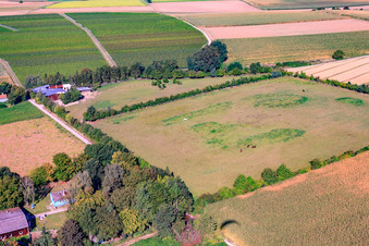 Trakehner-Friedrich in Minfeld in the state Rhineland-Palatinate, Germany