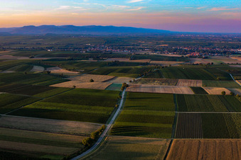 L544 through fields and vineyards in the district Ingenheim in Billigheim-Ingenheim in the state Rhineland-Palatinate, Germany