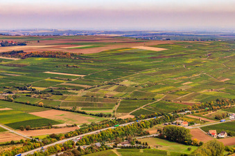 Vineyard in the Modeläckern and at the oil field in Hangen-Weisheim in the state Rhineland-Palatinate, Germany