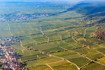 Forster Ungeheuer vineyard in Forst an der Weinstraße in the state Rhineland-Palatinate, Germany