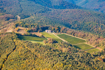 Vineyard landscape of the winegrowing areas of the Odinstal winery, the highest winery in the Palatinate in Wachenheim an der Weinstraße in the state Rhineland-Palatinate, Germany