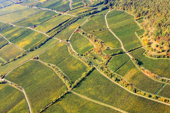 Vineyard Hahnenböhler Kreutz Cross above Forster Ungeheuer in Forst an der Weinstraße in the state Rhineland-Palatinate, Germany