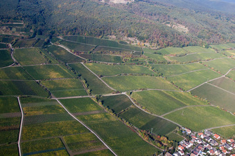 Aerial view of Vineyard Hahnenböhler Kreutz Cross above Forster Ungeheuer in Forst an der Weinstraße in the state Rhineland-Palatinate, Germany