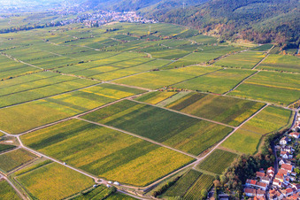 Vineyards on Königsbacher Weg in Ruppertsberg in the state Rhineland-Palatinate, Germany