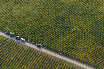 Workiing with harvesters on wie yaard rows in Ruppertsberg in the state Rhineland-Palatinate, Germany
