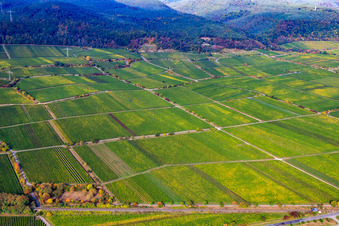 Am Schloßberg vineyard in Ruppertsberg in the state Rhineland-Palatinate, Germany