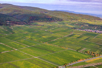 Aerial view of Rupperstberger Reiterpfad vineyard in Ruppertsberg in the state Rhineland-Palatinate, Germany