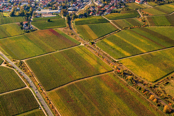 Railway line between vines in autumn leaves in the district Mußbach in Neustadt an der Weinstraße in the state Rhineland-Palatinate, Germany