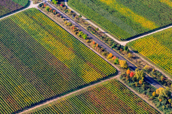Aerial view of Railway line between vines in autumn leaves in the district Mußbach an der Weinstraße in Neustadt an der Weinstraße in the state Rhineland-Palatinate, Germany