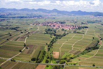 Fields of wine cultivation landscape in the district Nussdorf in Landau in der Pfalz in the state Rhineland-Palatinate