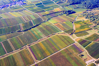 Vineyard between Diedesfeld and Maikammer in the district Diedesfeld in Neustadt an der Weinstraße in the state Rhineland-Palatinate, Germany