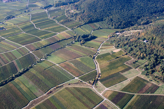 Fields of wine cultivation landscape in the district Hambach in Neustadt an der Weinstrasse in the state Rhineland-Palatinate