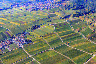 Kalmithöhenstraße between vineyards in Maikammer in the state Rhineland-Palatinate, Germany