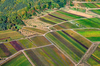 Vineyard under the Kropsburg in the district SaintMartin in Sankt Martin in the state Rhineland-Palatinate, Germany