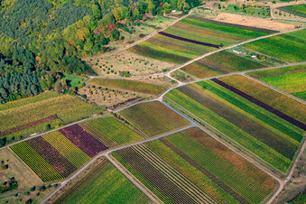 Aerial view of Vineyard under the Kropsburg in the district SaintMartin in Sankt Martin in the state Rhineland-Palatinate, Germany