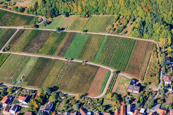 Vineyards on the edge of the Haardt in Weyher in der Pfalz in the state Rhineland-Palatinate, Germany