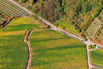 Vineyards on the edge of the Haardt Modenbachtalstr in Burrweiler in the state Rhineland-Palatinate, Germany
