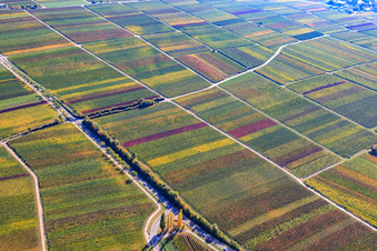 Aerial photograpy of Vineyards in autumnal colors in Burrweiler in the state Rhineland-Palatinate, Germany