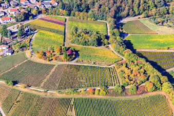 Aerial view of Tree island on a vineyard in Burrweiler in the state Rhineland-Palatinate, Germany