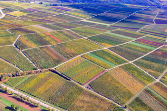 Vineyards in autumn leaves in the district Godramstein in Landau in der Pfalz in the state Rhineland-Palatinate, Germany