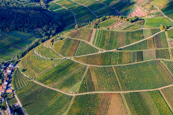Kastanienbusch vineyard in Birkweiler in the state Rhineland-Palatinate, Germany