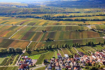 Aerial view of Vineyards in autumn leaves in the district Arzheim in Landau in der Pfalz in the state Rhineland-Palatinate, Germany