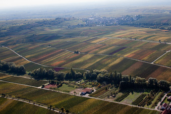 Fields of wine cultivation landscape in Ranschbach in the state Rhineland-Palatinate