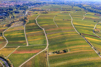 Vineyards in the Ranschbachtal in Siebeldingen in the state Rhineland-Palatinate, Germany