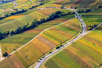 Aerial view of Vineyards at Fuchsgraben in the district Arzheim in Landau in der Pfalz in the state Rhineland-Palatinate, Germany