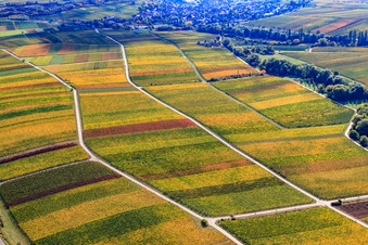 Aerial view of Vineyards in the Ranschbachtal in the district Arzheim in Landau in der Pfalz in the state Rhineland-Palatinate, Germany