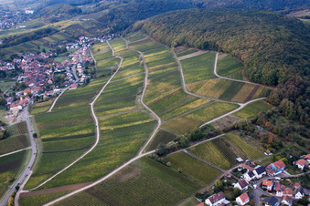 Vineyard Gottesacker am Haardtrand in the district Pleisweiler in Pleisweiler-Oberhofen in the state Rhineland-Palatinate, Germany