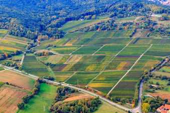 Vineyards on the edge of the Haardt in Dörrenbach in the state Rhineland-Palatinate, Germany