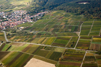 B38 at the vineyards by the Vogelsbächel in the district Rechtenbach in Schweigen-Rechtenbach in the state Rhineland-Palatinate, Germany