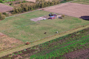 Horse pasture in the cattle area in Steinfeld in the state Rhineland-Palatinate, Germany