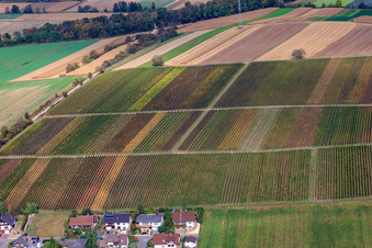 Vineyards between Freckenfeld and Winden in Freckenfeld in the state Rhineland-Palatinate, Germany