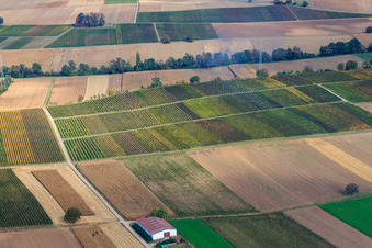 Aerial view of Vineyards between Freckenfeld and Winden in Freckenfeld in the state Rhineland-Palatinate, Germany