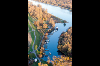 River estuary of the Lauter into the Rhine in Neuburg am Rhein in the state Rhineland-Palatinate, Germany
